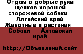 Отдам в добрые руки щенков хорошей сторожевой собаки - Алтайский край Животные и растения » Собаки   . Алтайский край